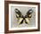 Butterfly Study III-Julia Bosco-Framed Art Print