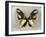 Butterfly Study III-Julia Bosco-Framed Art Print