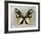 Butterfly Study III-Julia Bosco-Framed Art Print