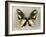 Butterfly Study III-Julia Bosco-Framed Art Print