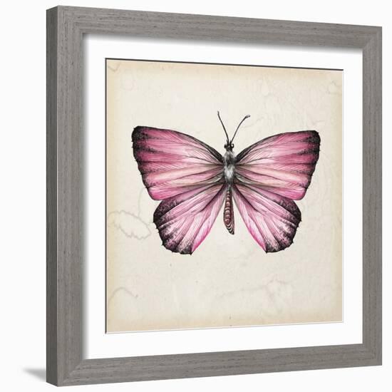 Butterfly Study IV-Melissa Wang-Framed Art Print