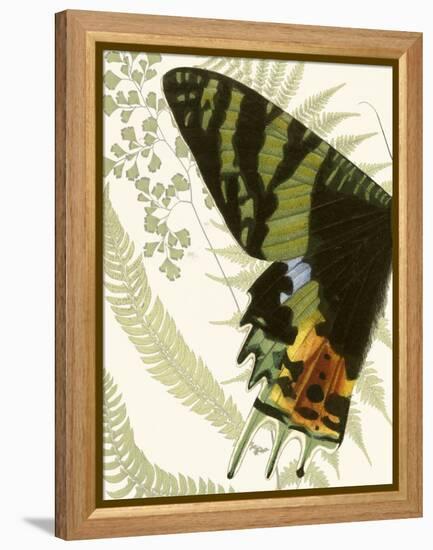 Butterfly Symmetry I-Vision Studio-Framed Stretched Canvas