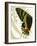 Butterfly Symmetry I-Vision Studio-Framed Premium Giclee Print