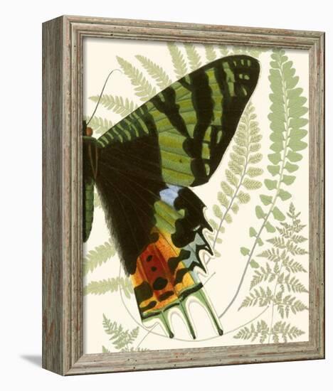 Butterfly Symmetry II-null-Framed Giclee Print