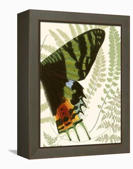 Butterfly Symmetry II-Vision Studio-Framed Stretched Canvas