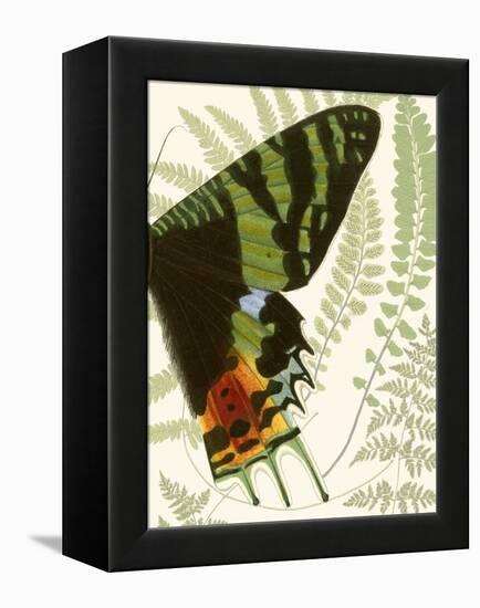 Butterfly Symmetry II-Vision Studio-Framed Stretched Canvas