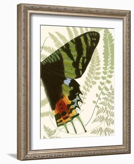 Butterfly Symmetry II-Vision Studio-Framed Premium Giclee Print