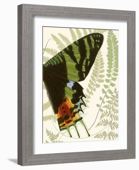 Butterfly Symmetry II-Vision Studio-Framed Premium Giclee Print