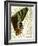 Butterfly Symmetry II-Vision Studio-Framed Premium Giclee Print