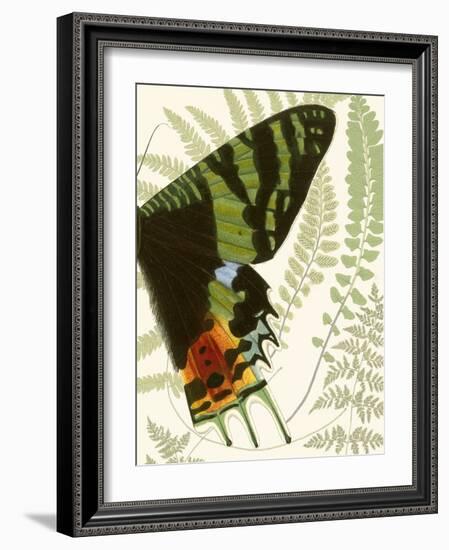 Butterfly Symmetry II-Vision Studio-Framed Premium Giclee Print