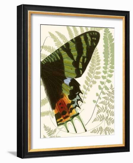 Butterfly Symmetry II-Vision Studio-Framed Premium Giclee Print
