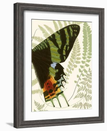 Butterfly Symmetry II-Vision Studio-Framed Art Print