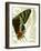 Butterfly Symmetry II-Vision Studio-Framed Art Print