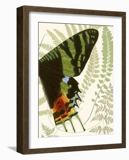 Butterfly Symmetry II-Vision Studio-Framed Art Print