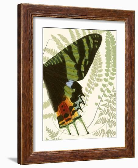 Butterfly Symmetry II-Vision Studio-Framed Art Print