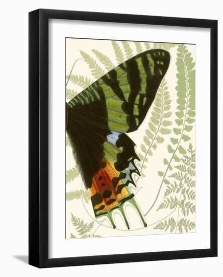 Butterfly Symmetry II-Vision Studio-Framed Art Print