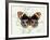 Butterfly Theme I-Susan Davies-Framed Art Print