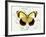 Butterfly Theme II-Susan Davies-Framed Art Print