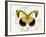 Butterfly Theme II-Susan Davies-Framed Art Print