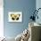 Butterfly Theme II-Susan Davies-Mounted Art Print displayed on a wall