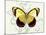 Butterfly Theme II-Susan Davies-Mounted Art Print
