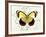 Butterfly Theme II-Susan Davies-Framed Art Print