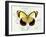 Butterfly Theme II-Susan Davies-Framed Art Print