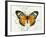 Butterfly Theme IV-Susan Davies-Framed Art Print