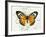 Butterfly Theme IV-Susan Davies-Framed Art Print