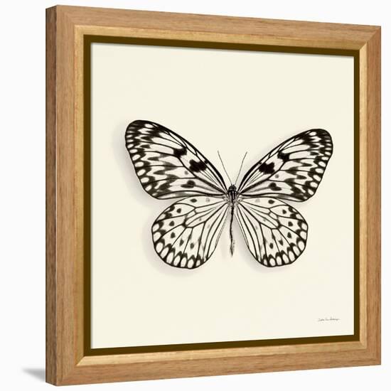 Butterfly V BW Crop-Debra Van Swearingen-Framed Stretched Canvas