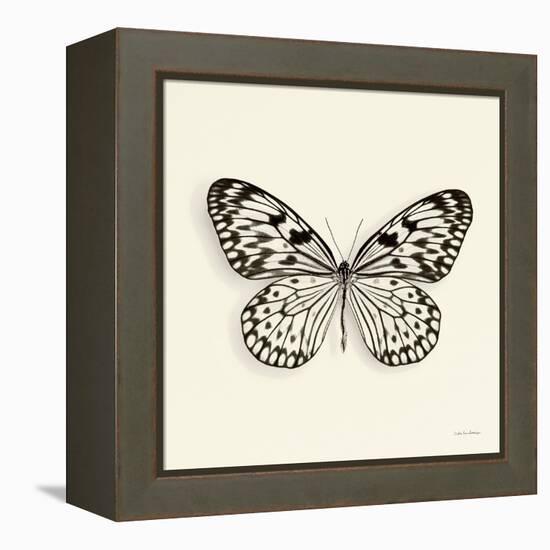 Butterfly V BW Crop-Debra Van Swearingen-Framed Stretched Canvas