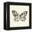 Butterfly V BW Crop-Debra Van Swearingen-Framed Stretched Canvas