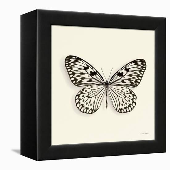 Butterfly V BW Crop-Debra Van Swearingen-Framed Stretched Canvas