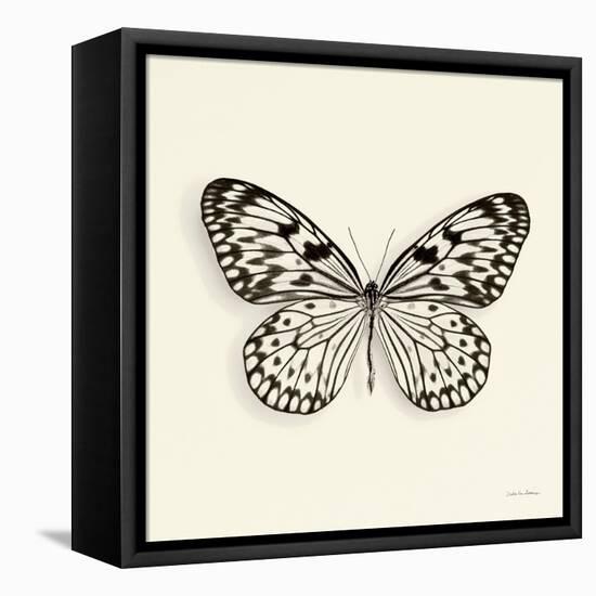 Butterfly V BW Crop-Debra Van Swearingen-Framed Stretched Canvas