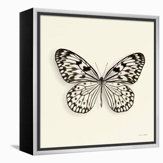 Butterfly V BW Crop-Debra Van Swearingen-Framed Stretched Canvas