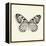 Butterfly V BW Crop-Debra Van Swearingen-Framed Stretched Canvas