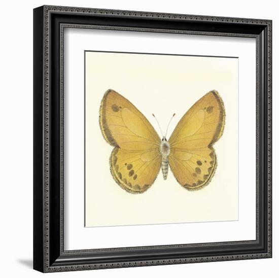 Butterfly V-Sophie Golaz-Framed Premium Giclee Print