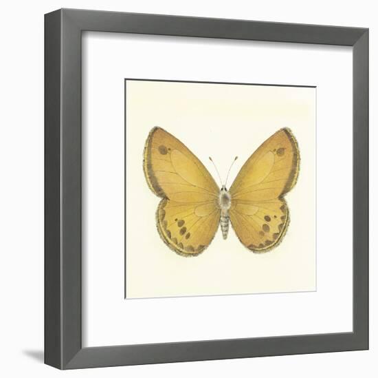 Butterfly V-Sophie Golaz-Framed Premium Giclee Print