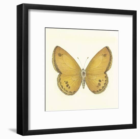 Butterfly V-Sophie Golaz-Framed Premium Giclee Print