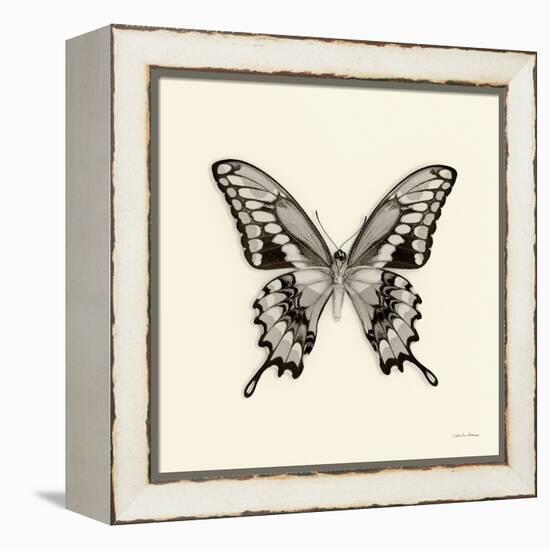 Butterfly VI BW Crop-Debra Van Swearingen-Framed Stretched Canvas