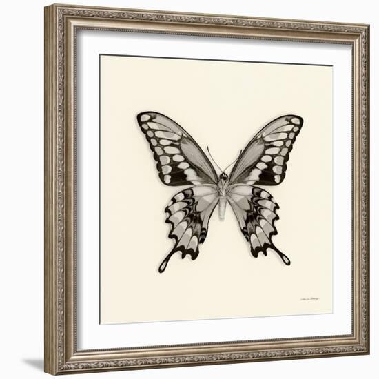 Butterfly VI BW Crop-Debra Van Swearingen-Framed Art Print