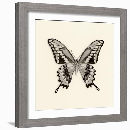 Butterfly VI BW Crop-Debra Van Swearingen-Framed Art Print