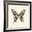 Butterfly VI BW Crop-Debra Van Swearingen-Framed Art Print