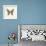 Butterfly VI BW Crop-Debra Van Swearingen-Framed Art Print displayed on a wall