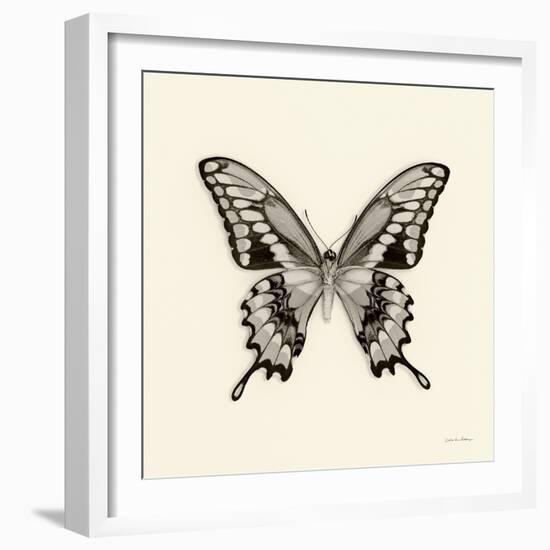 Butterfly VI BW Crop-Debra Van Swearingen-Framed Art Print