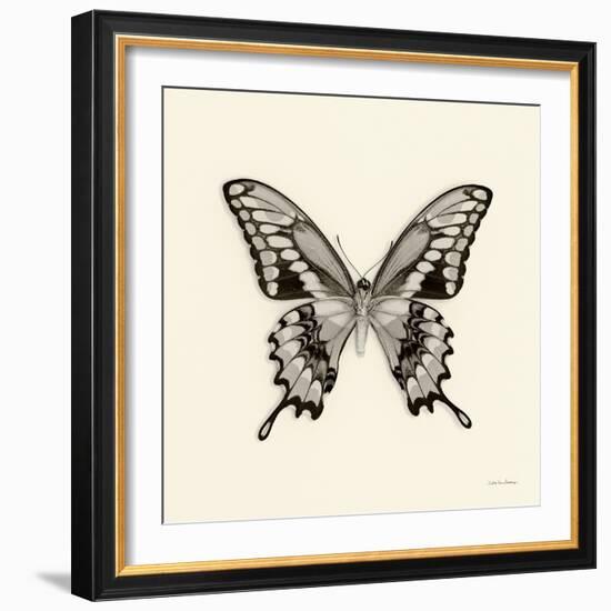 Butterfly VI BW Crop-Debra Van Swearingen-Framed Art Print