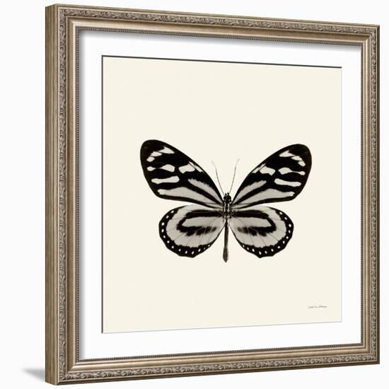 Butterfly VIII BW Crop-Debra Van Swearingen-Framed Art Print