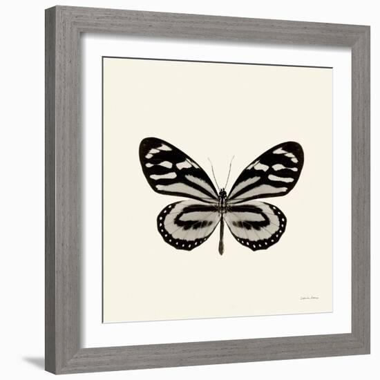 Butterfly VIII BW Crop-Debra Van Swearingen-Framed Art Print