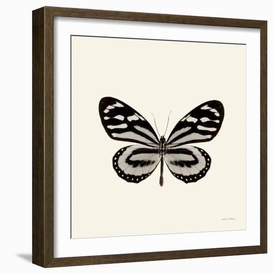 Butterfly VIII BW Crop-Debra Van Swearingen-Framed Art Print