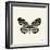 Butterfly VIII BW Crop-Debra Van Swearingen-Framed Art Print